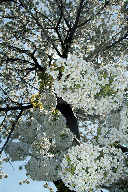 春花树树木粉色白色绿色水果季节树干分支机构空气花朵图片