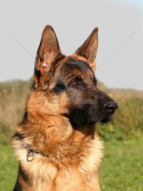 德国牧羊人动物小狗犬类天空蓝色忠诚宠物牧羊犬图片