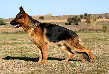 德国牧羊人小狗天空蓝色忠诚犬类宠物牧羊犬动物图片