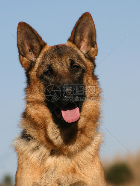 德国牧羊人动物犬类忠诚牧羊犬宠物天空小狗蓝色图片