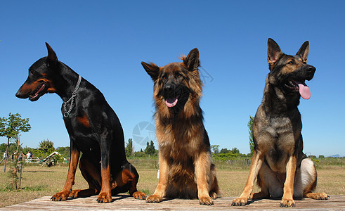 三只狗天空小狗犬类蓝色动物宠物牧羊犬忠诚图片