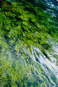 绿藻河图片