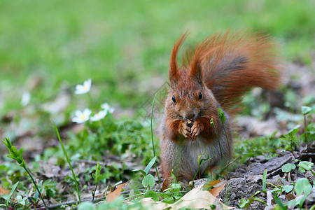 红松鼠在草地上尾巴好奇心木头森林环境动物小动物簇绒爪子公园图片