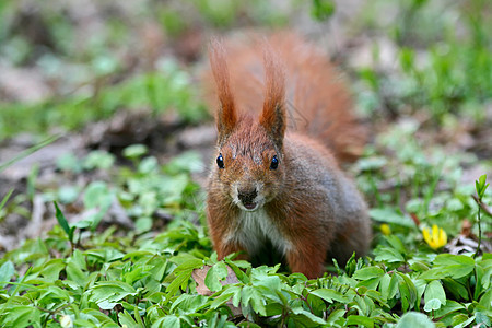 红松鼠在草地上木头簇绒森林松鼠橙子爪子耳朵荒野小动物动物图片