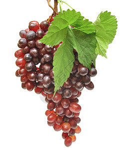 红葡萄红色季节白色植物生长水果食物绿色叶子宏观图片