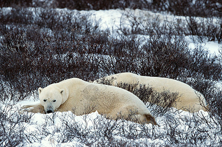 北极熊的其余部分毛皮哺乳动物季节乐趣动物食肉濒危捕食者力量苔原图片
