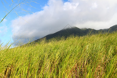 圣基茨的蒙塔利穆伊加农业生态甘蔗天空风景苦难叶子场地天堂森林图片