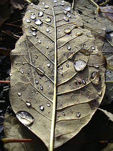 叶子2上滴水背景图片