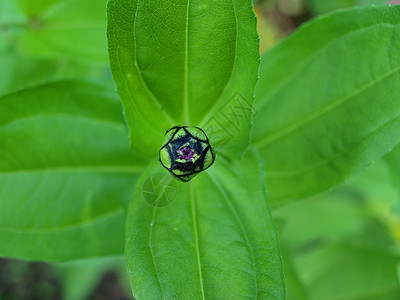 花芽植物群园艺热带植物叶子生长花园植物学绿色生物学图片