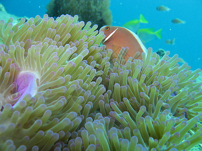 阿内蒙鱼海葵潜水海洋生物照片图片