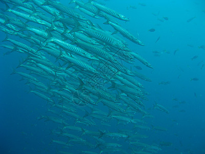 胡萝卜远洋潜水海洋生物鱼类照片图片