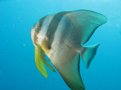 蝙蝠鱼海洋生物远洋鱼类潜水座头鲸照片背景图片