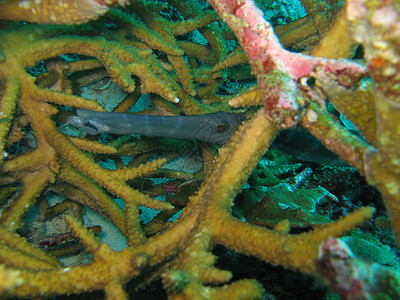 鱼潜水海洋生物照片针鱼图片