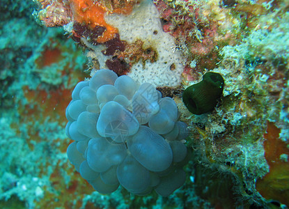 软珊瑚照片潜水海洋生物图片