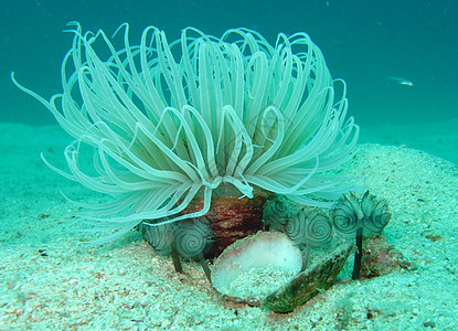 软珊瑚潜水海洋生物照片图片