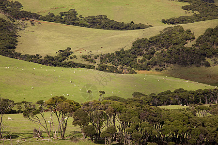 北岛牧草内存绿色家畜农场农村牧场农业羊肉动物国家图片
