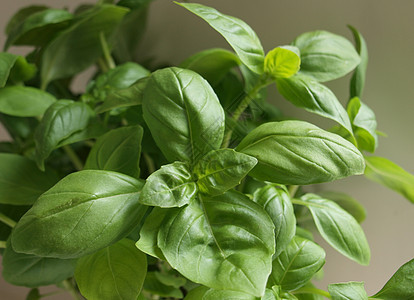 巴西尔工厂生长蔬菜草本植物花园厨房植物叶子烹饪食物芳香图片