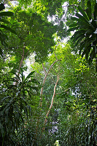 雨林树冠植物植物学森林区系花园树干图片