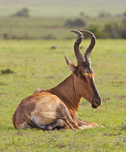 红色哈特贝男性动物哺乳动物旅行红枫野生动物食草掠食者荒野喇叭图片