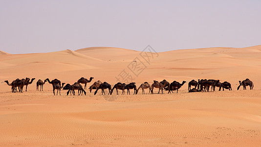 空的四角胶卷风景场景干旱旅行沙丘寂寞孤独空季骆驼沙漠图片