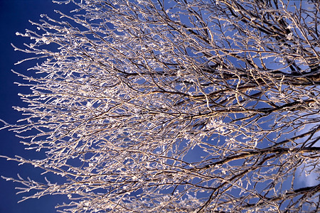 雪雪树枝天气风暴寒冷蓝色天空林地晴天枝条插图图片