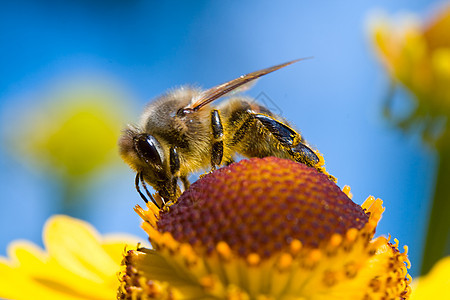 在蓝天收集蜜蜂花蜜图片