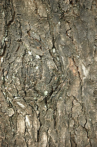 树木箱木头植物树皮外壳图片