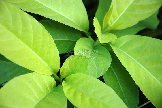 绿叶植物叶子热带宏观花园植物学图片