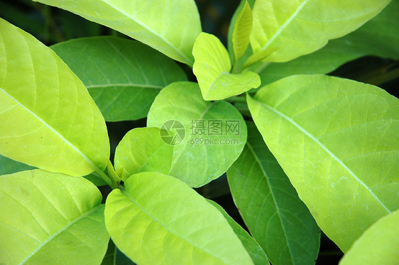 绿叶植物学植物宏观叶子花园热带图片