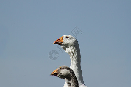 鹅群的领袖翅膀家禽草地脖子村庄航班池塘农场小鹅水禽图片