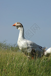 鹅群的领袖水禽领导者小鹅警卫守望者村庄草地池塘漂浮羽毛图片