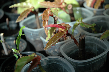 花宏观植物叶子花园植物学热带图片