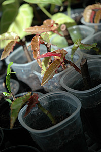 花植物学宏观热带植物叶子花园背景图片