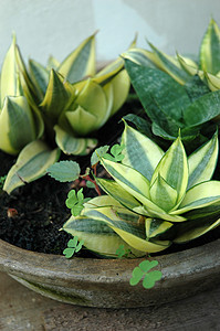 花植物学热带叶子植物宏观花园图片