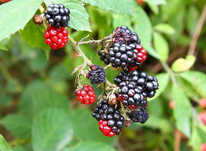 野黑莓分支植物藤蔓树叶花园荒野黑色叶子水果荆棘食物图片