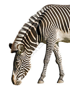 斑马荒野情调动物哺乳动物动物园灰色异国食草野生动物剥离图片