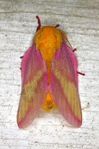 玫瑰色枫蛾生物学荒野红斑生活生物野生动物昆虫学粉色蛾子生态图片
