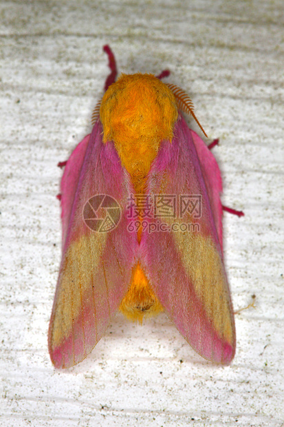 玫瑰色枫蛾生物学荒野红斑生活生物野生动物昆虫学粉色蛾子生态图片