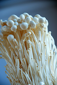 Enoki 蘑菇白色食物调味品牡蛎菌类蔬菜图片