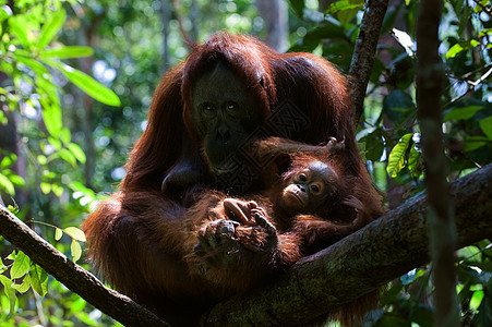 育婴猩猩母亲图片