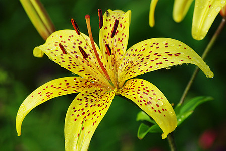 黄虎百合念日季节性橙子季节植物群植物学植物晴天礼物宏观图片