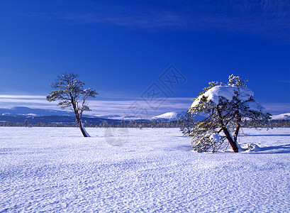 美丽的寒冬雪树风景天气太阳天空森林场景薄雾农村气候土地荒野图片