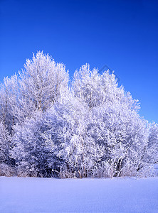 寒冻树木的美丽的冬季风景图片