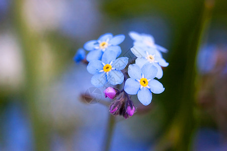 忘记我 不忘花朵植物群叶子野花园艺肌炎花园草地蓝色场地花瓣图片