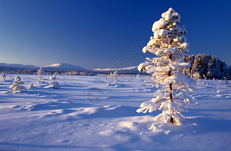 美丽的寒冷大树的冬季风景图片