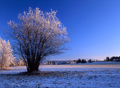 冬季风景荒野场景天气太阳森林场地天空蓝色美丽冻结图片
