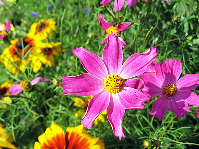 2007年8月 意大利多洛米特的花朵图片