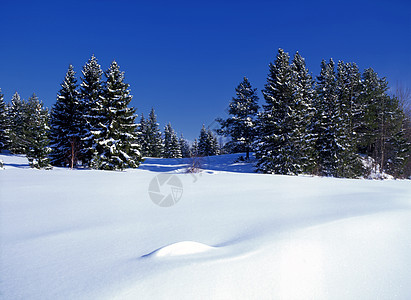 阳光明媚森林的冬季风景图片