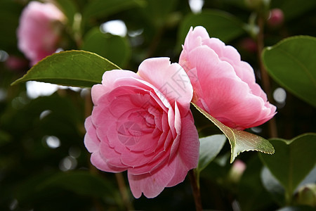 菊花园艺自然花瓣花园植物玫瑰植物学植物群灌木香味图片