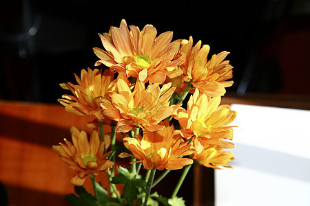 黄色菊花橙子活力阳光花瓣植物雏菊季节性植物群图片